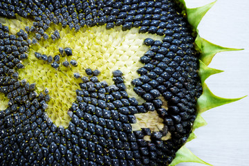 world map made from whole sunflower. Eurasia