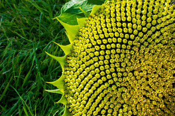 beautiful warm sunflower close