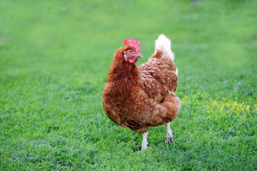 chicken grazing on the grass