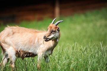 Goat in meadow. Goat herd