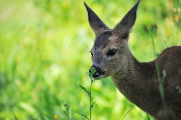 A young roe deer