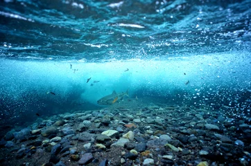 Wanddecoratie Onder water カラフトマスの居る知床の川底  © derusu