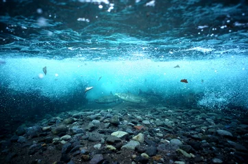 Wanddecoratie Onder water カラフトマスの居る知床の川底  © derusu