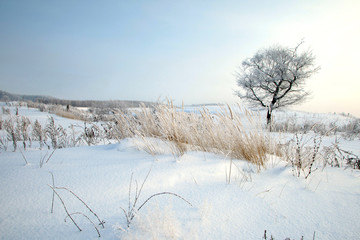 winter landscape