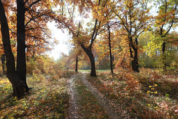 Obraz premium forest road