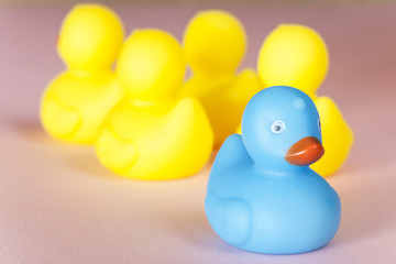 Social exclusion and discrimination concept with different color rubber ducks