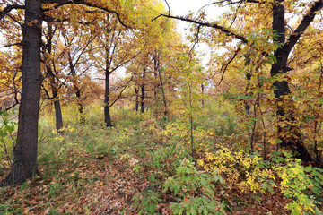 Naklejka premium autumn forest