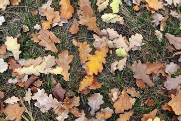 fallen leaves