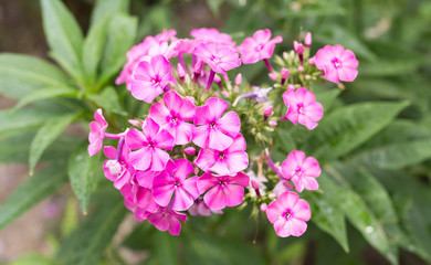 beautiful purple flower in nature