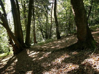 Spaziergang durch den Teutoburger Wald im Sommer bei Sonnenschein am Hermannsweg in Oerlinghausen bei Bielefeld im Teutoburger Wald in Ostwestfalen-Lippe