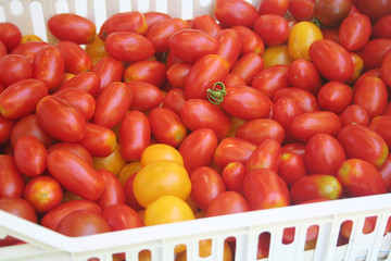 pomodori gialli, rossi e marroni isolati su sfondo bianco