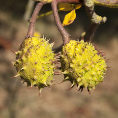 Gewöhnliche Rosskastanie, Früchte am Zweig, Nordrhein-Westfalen, Deutschland, Europa