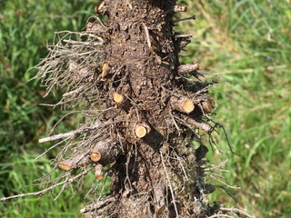 holzstamm zypresse-zuckerhutfichte
