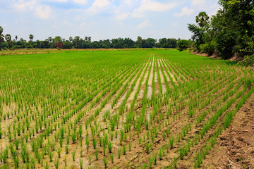 Fototapeta na wymiar rice paddy field