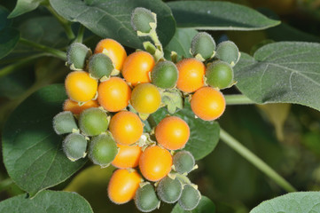 Solanum abutiloides Zwergbaumtomate