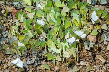 The beauty of butterflies that live in the forest, soft-focus images.