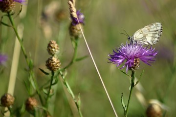 Butterfly in a field