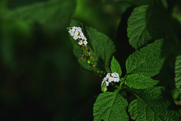 Obraz premium Heliotropium indicum