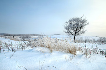 winter landscape