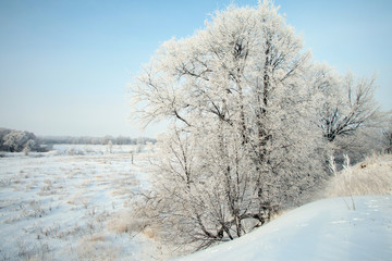 winter landscape