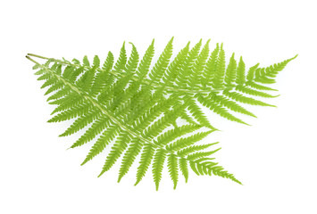 Fern isolated on white © azure