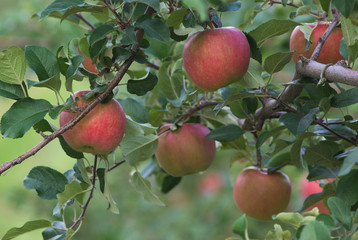 収穫前のリンゴ