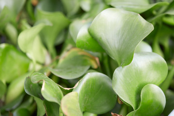 Obraz na płótnie Canvas Eichhornia crassipes, water hyacinth green leaves background
