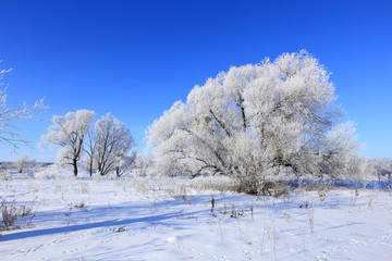 winter landscape