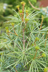 Naklejka na ściany i meble Japanese umbrella pine, Sciadopitys verticillata buds and leaves
