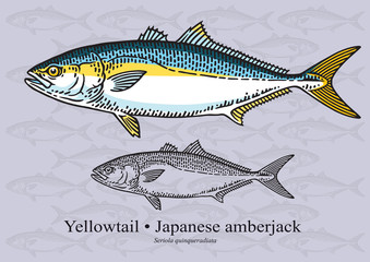 Yelowtail Fish (Japenese Amberjack). Vector illustration for artwork in small sizes. Suitable for graphic and packaging design, educational examples, web, etc.