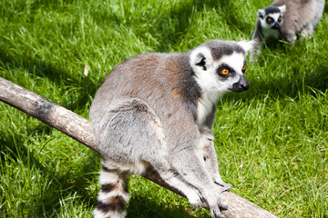 Lemur in Planckendael zoo.