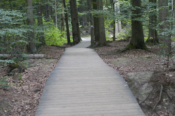 Wooden footpath in the forest