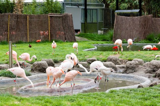 Fototapeta Flamingos in Planckendael zoo.
