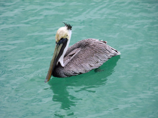 Brown Pelican