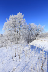winter landscape
