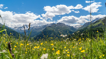 Blumenwiese mir Berge