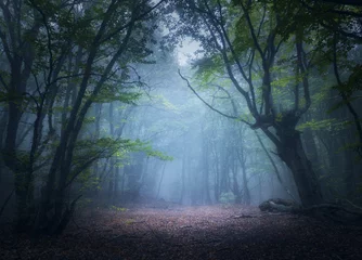 Rolgordijnen Bos in mist. Betoverd herfstbos in mist in de ochtend. Oude Boom. Prachtig landschap met bomen, kleurrijke groene bladeren en blauwe mist. Natuur achtergrond. Donker mistig bos met magische sfeer © den-belitsky