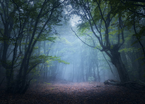 Fototapeta Las we mgle. Zaczarowany jesień las we mgle rano. Stare drzewo Piękny krajobraz z drzewami, kolorowymi zielonymi liśćmi i niebieską mgłą. Charakter tła. Ciemny mglisty las z magiczną atmosferą
