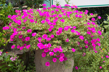 Fototapeta na wymiar Purple Portulaca oleracea Flower on flower pot.