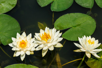 Beautiful yellow Waterlily,aquatic plants grow in the pond