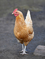 Red hen on farm. Homemade poultry. Rustic look.