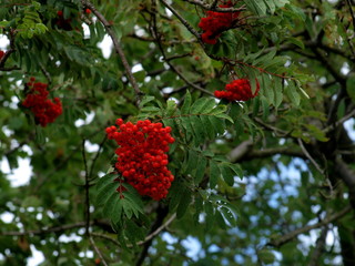 Vogelbeeren am Baum