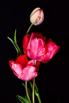 red tulips