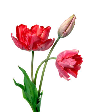 Tulip. Pinktulips, bouquet of tulips