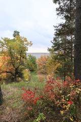 autumn in the mixed forest