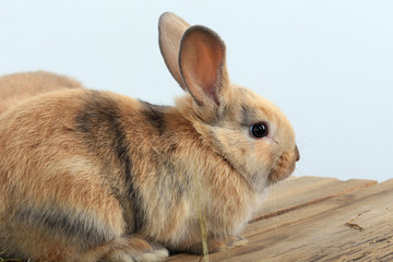 pair of rabbits