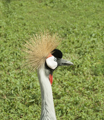 Head crowned crane close up on a background of grass