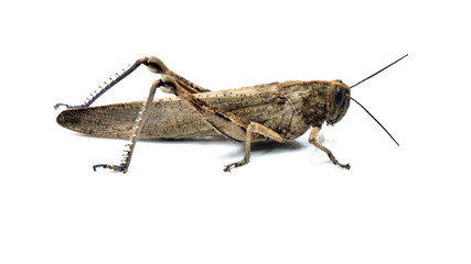 Saltamontes