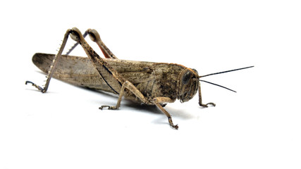 Saltamontes