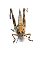 Saltamontes